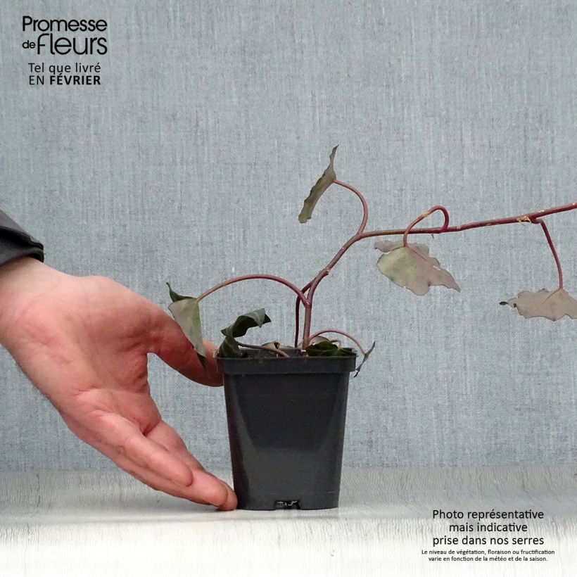 Exemplar von Hedera hibernica - Irischer Efeu Kleine Töpfe von 8/9 cm wie im Winter geliefert