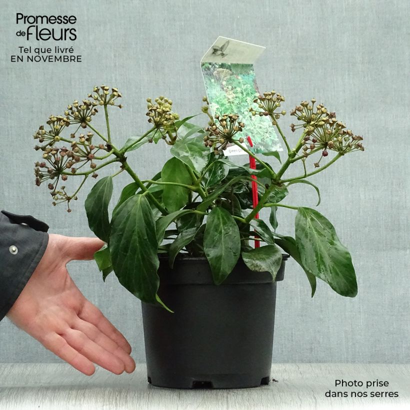 Exemplar von Hedera colchica Arborescens - Kaukasus Efeu Topf mit 2L/3L wie im Herbst geliefert