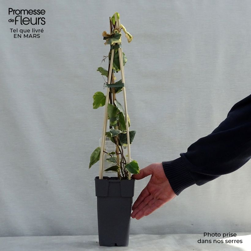 Exemplar von Hedera colchica Dentata Variegata - Kaukasus Efeu Topf mit 1L/1,5L wie im Frühjahr geliefert