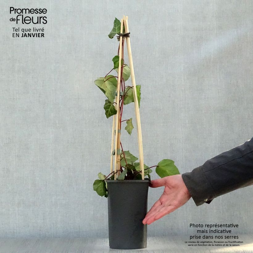 Exemplar von Hedera colchica Sulphur Heart - Kaukasus Efeu Topf mit 1,5L/2L wie im Winter geliefert