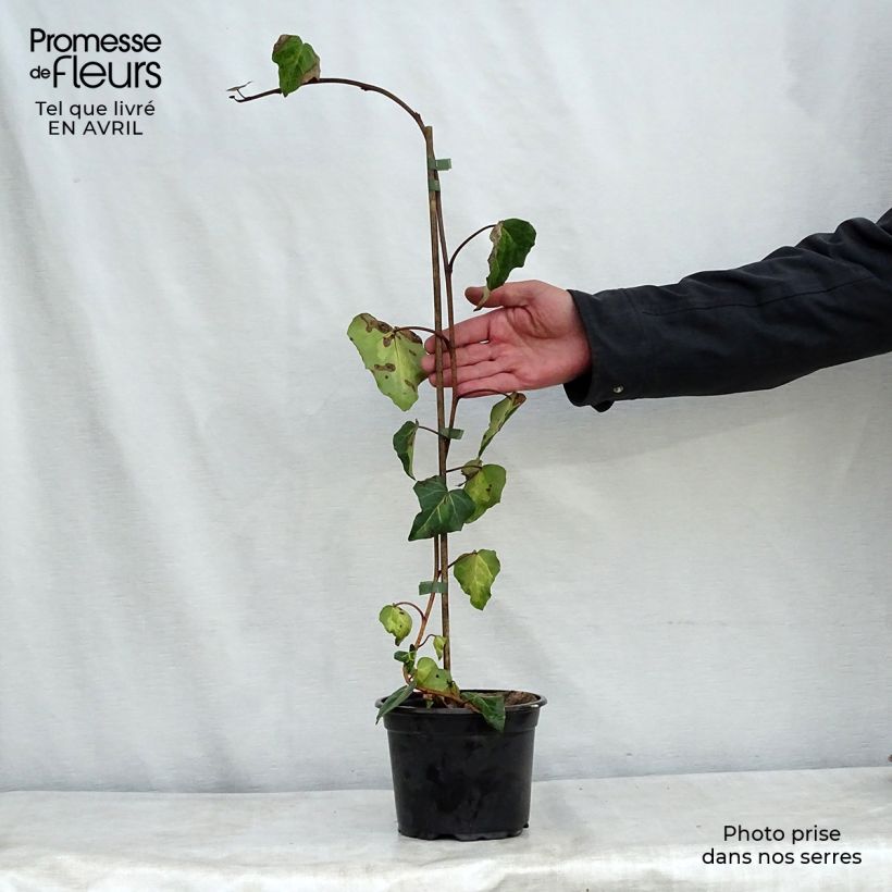 Exemplar von Hedera colchica Sulphur Heart - Kaukasus Efeu Topf mit 1,5L/2L wie im Frühjahr geliefert