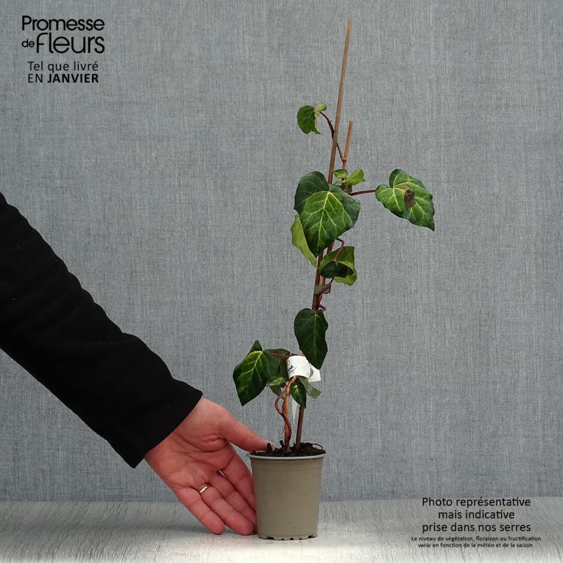 Exemplar von Hedera colchica Sulphur Heart - Kaukasus Efeu Kleine Töpfe von 8/9 cm wie im Winter geliefert