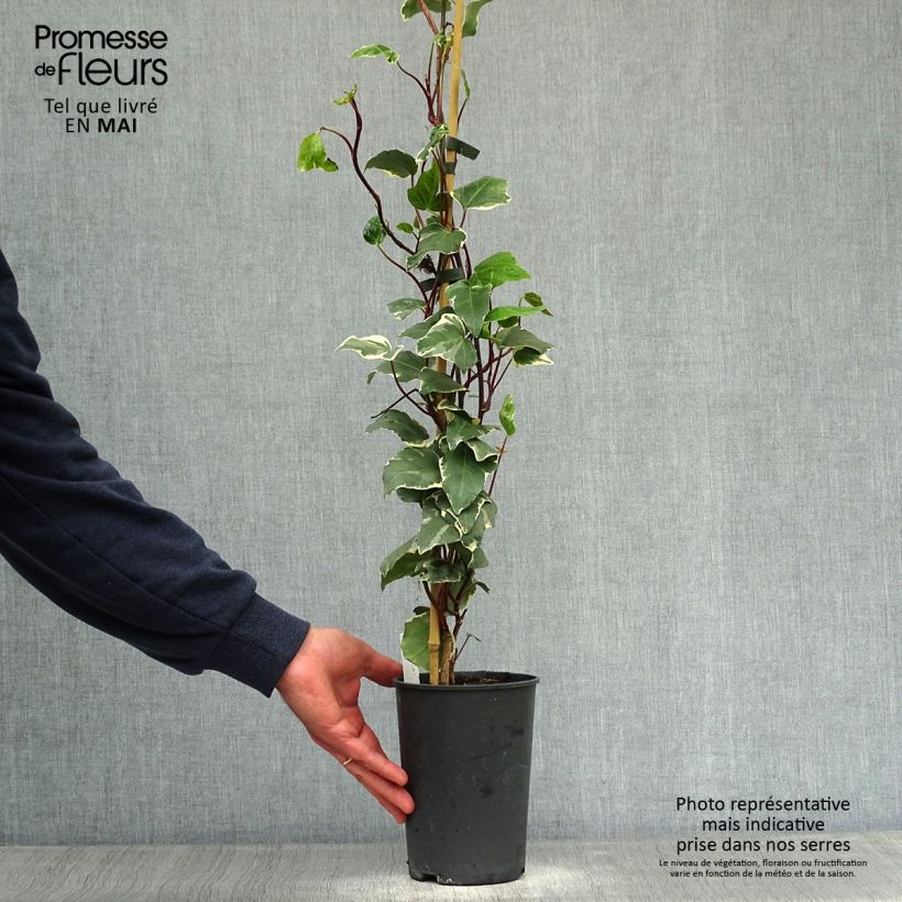 Exemplar von Hedera algeriensis Gloire de Marengo - Algerischer Efeu Topf mit 2L/3L wie im Frühjahr geliefert