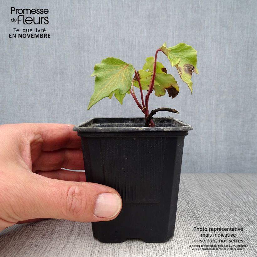 Exemplar von Gezacktblättriger Efeu Green Ripple - Hedera helix Kleine Töpfe von 8/9 cm wie im Herbst geliefert