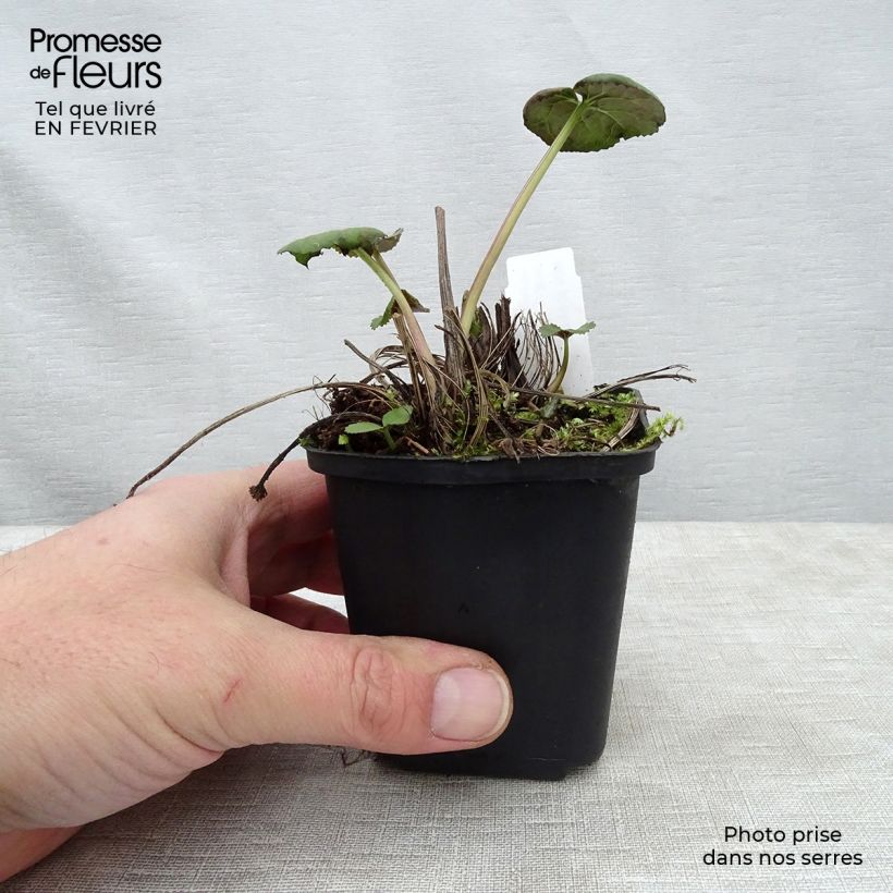 Exemplar von Ligularia Gregynog Gold - Goldkolben Kleine Töpfe von 8/9 cm wie im Winter geliefert