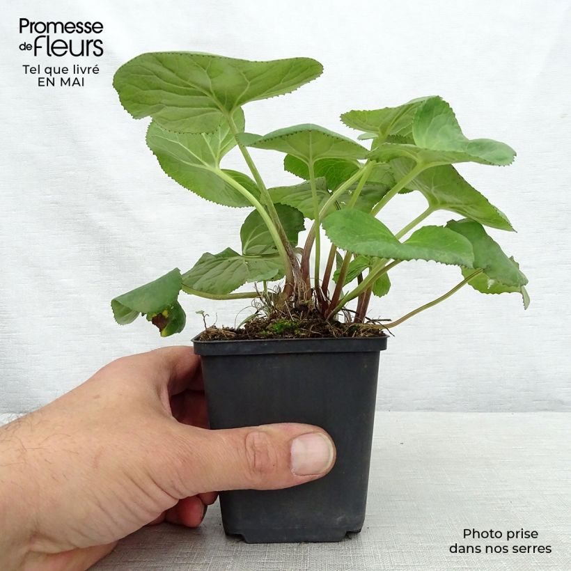 Exemplar von Ligularia Gregynog Gold - Goldkolben Kleine Töpfe von 8/9 cm wie im Frühjahr geliefert