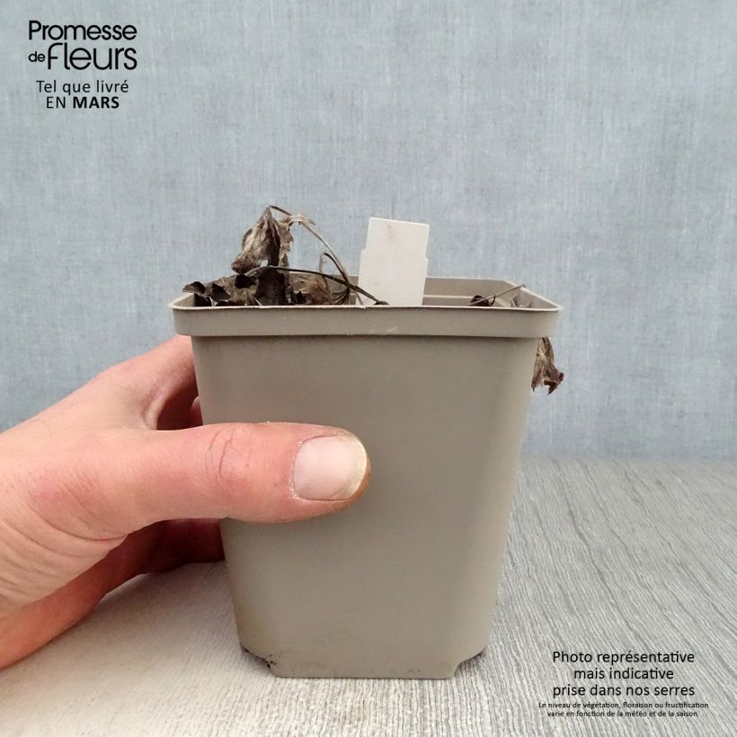 Exemplar von Ligularia Osiris Cafe Noir - Goldkolben Kleine Töpfe von 8/9 cm wie im Frühjahr geliefert