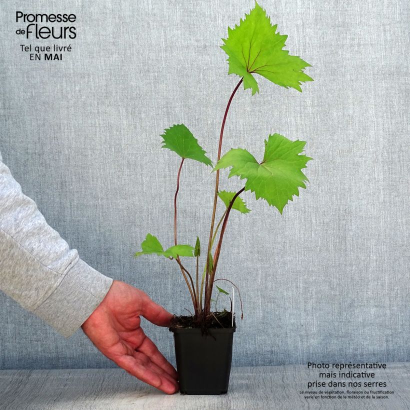 Exemplar von Ligularia stenocephala Little Rocket - Kerzen-Goldkolben Kleine Töpfe von 8/9 cm wie im Frühjahr geliefert