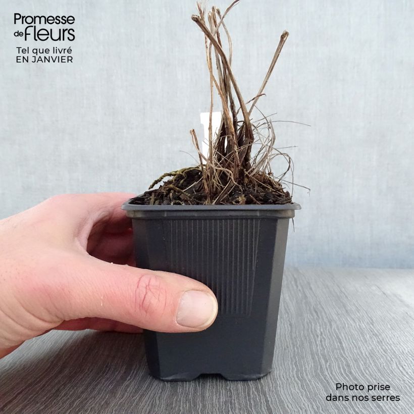 Exemplar von Ligularia stenocephala The Rocket - Kerzen-Goldkolben Kleine Töpfe von 8/9 cm wie im Winter geliefert