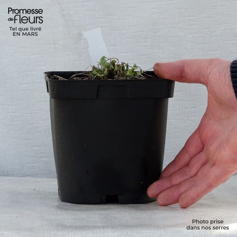 Exemplar von Ligularia stenocephala The Rocket - Kerzen-Goldkolben Topf mit 2L/3L wie im Frühjahr geliefert