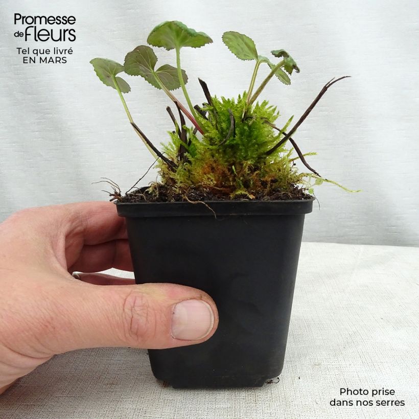 Exemplar von Ligularia hessei - Hesses-Goldkolben Kleine Töpfe von 8/9 cm wie im Frühjahr geliefert