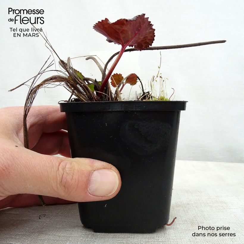 Exemplar von Ligularia dentata Britt-Marie Crawford - Strauß-Goldkolben Kleine Töpfe von 8/9 cm wie im Frühjahr geliefert