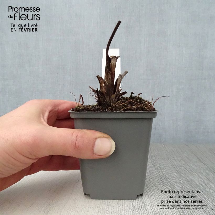 Exemplar von Ligularia dentata Britt-Marie Crawford - Strauß-Goldkolben Kleine Töpfe von 8/9 cm wie im Winter geliefert