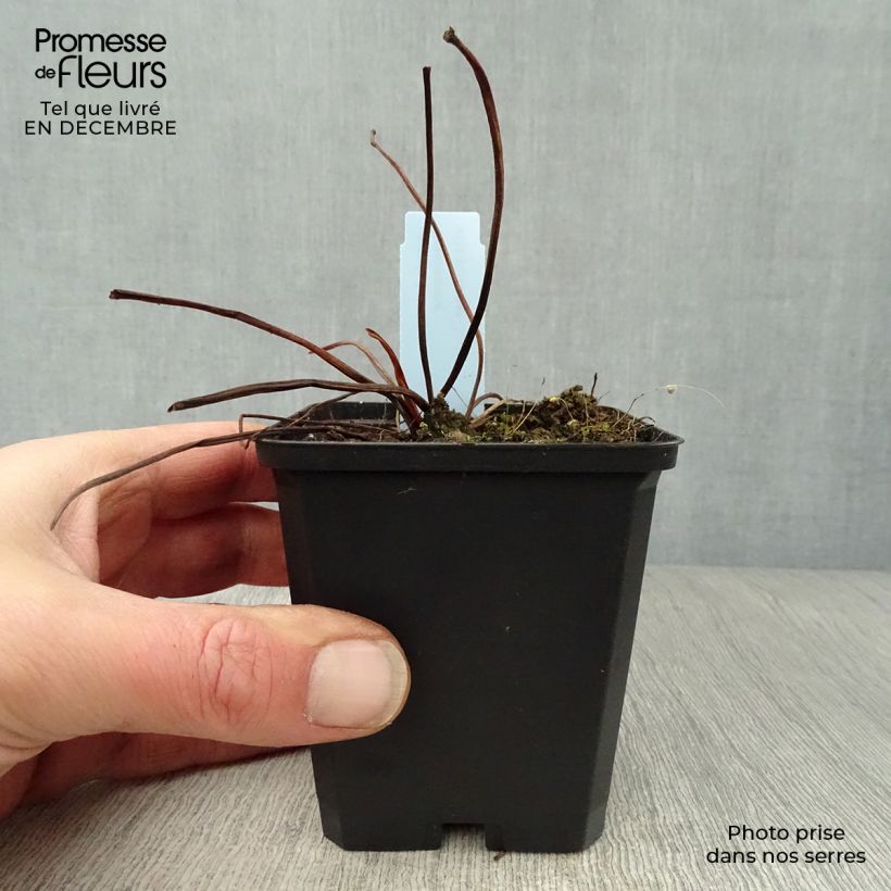 Exemplar von Ligularia dentata Desdemona - Strauß-Goldkolben Kleine Töpfe von 8/9 cm wie im Winter geliefert