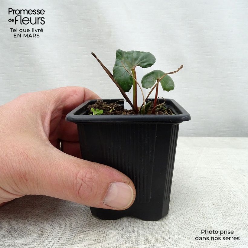 Exemplar von Ligularia dentata - Strauß-Goldkolben Kleine Töpfe von 8/9 cm wie im Frühjahr geliefert