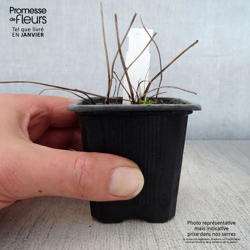 Exemplar von Ligularia dentata - Strauß-Goldkolben Kleine Töpfe von 8/9 cm wie im Winter geliefert