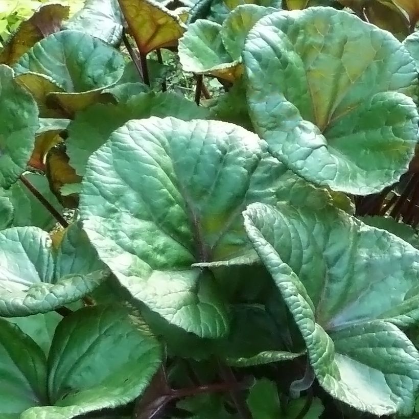 Ligularia dentata Othello - Strauß-Goldkolben (Laub)