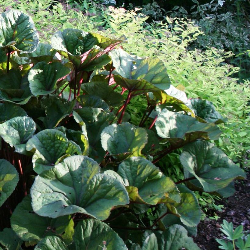 Ligularia dentata Othello - Strauß-Goldkolben (Hafen)