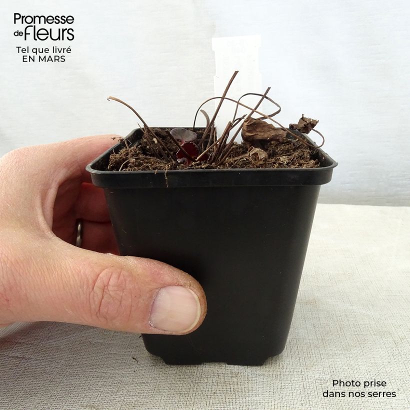 Exemplar von Ligularia dentata Pandora - Strauß-Goldkolben Kleine Töpfe von 8/9 cm wie im Frühjahr geliefert