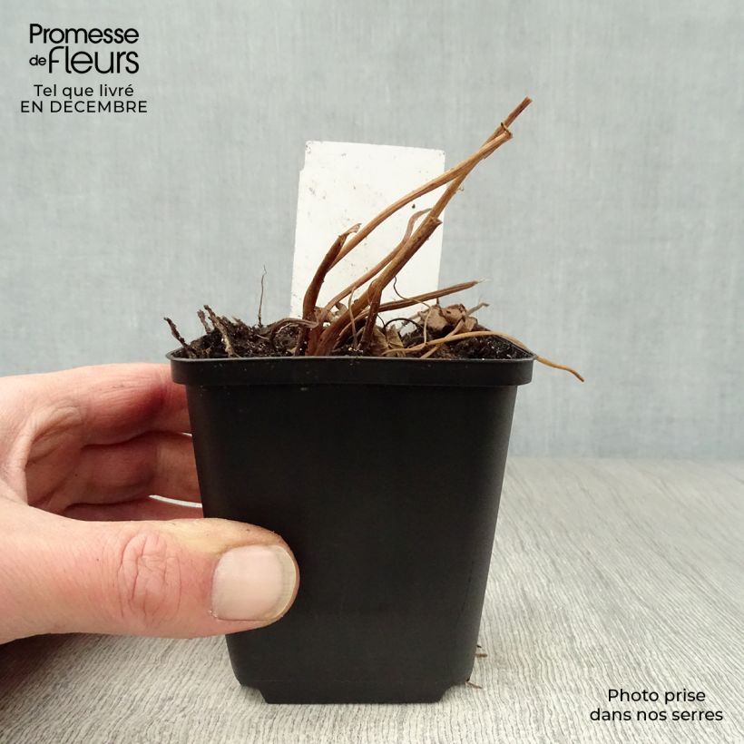 Exemplar von Ligularia przewalskii - Kerzen-Greiskraut Kleine Töpfe von 8/9 cm wie im Winter geliefert