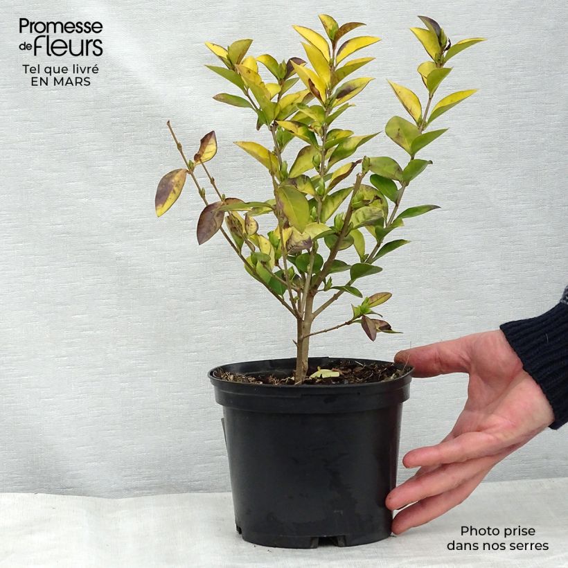 Exemplar von Gelblaubiger Liguster - Ligustrum vicaryi Topf mit 2L/3L wie im Winter geliefert