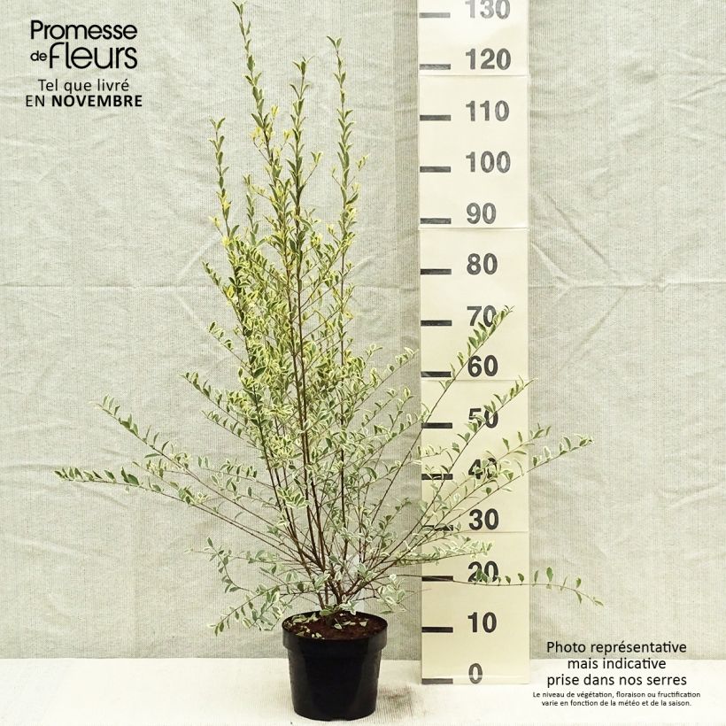 Exemplar von Liguster Musli - Ligustrum ibota Topf mit 3L/4L wie im Herbst geliefert