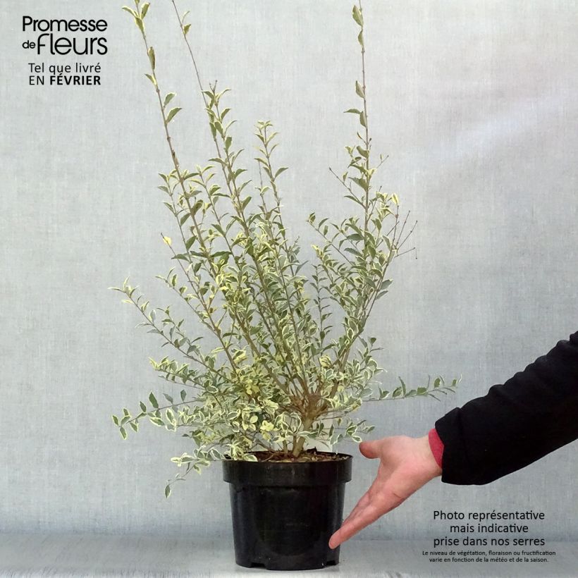 Exemplar von Liguster Musli - Ligustrum ibota Topf mit 3L/4L wie im Winter geliefert