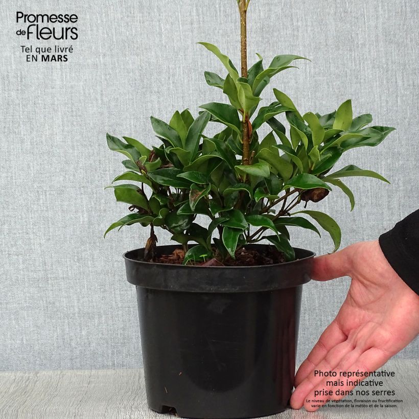 Exemplar von Japanischer Liguster Green Century - Ligustrum japonicum Topf mit 2L/3L wie im Winter geliefert