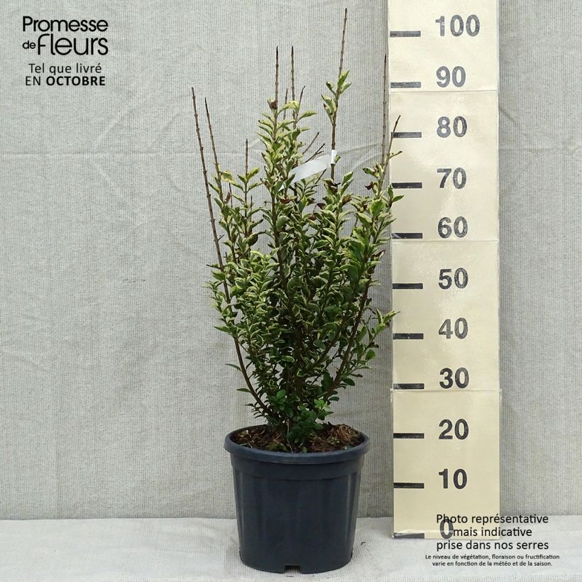 Exemplar von Goldliguster Aureum - Ligustrum ovalifolium Topf mit 7,5L/10L wie im Herbst geliefert