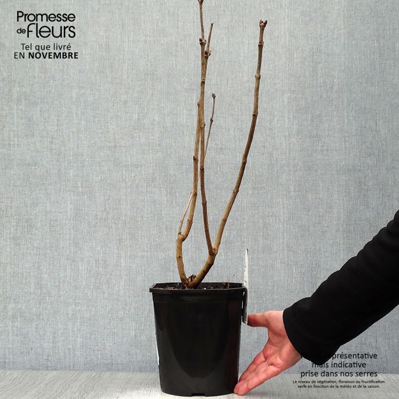 Exemplar von Edelflieder Sensation - Syringa vulgaris Topf mit 3L/4L wie im Herbst geliefert