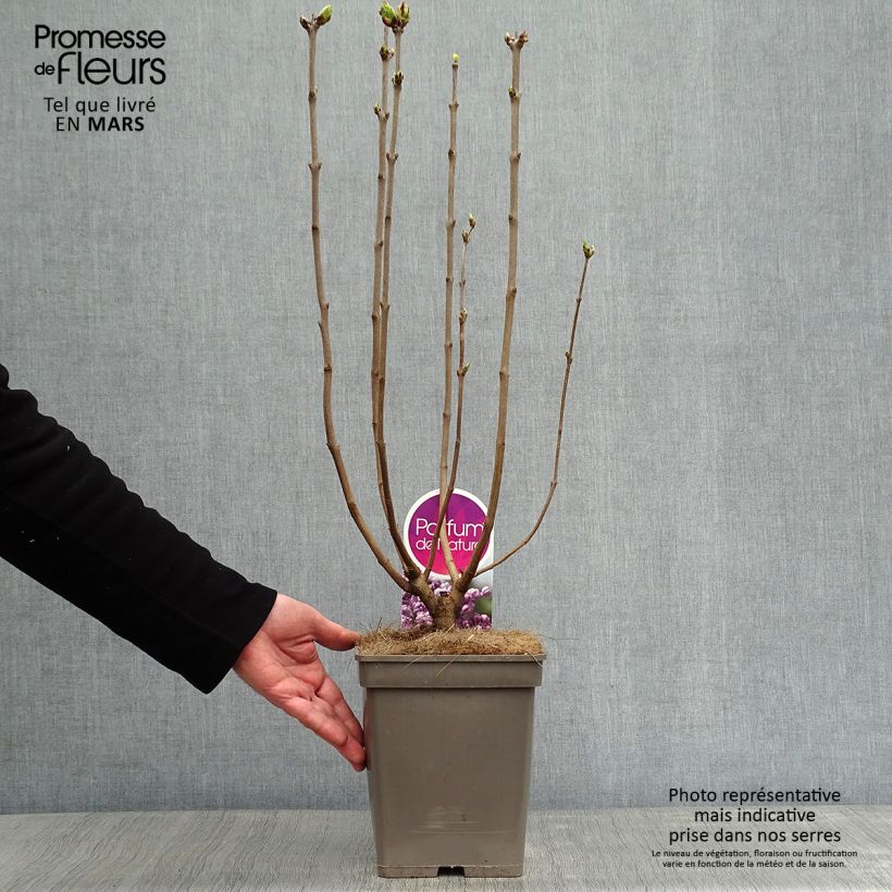 Exemplar von Edelflieder Sensation - Syringa vulgaris Topf mit 3L/4L wie im Winter geliefert