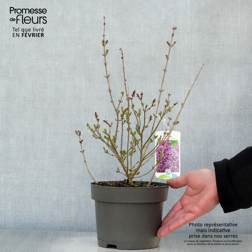 Exemplar von Chinesischer Flieder Saugeana - Syringa chinensis Topf mit 2L/3L wie im Winter geliefert