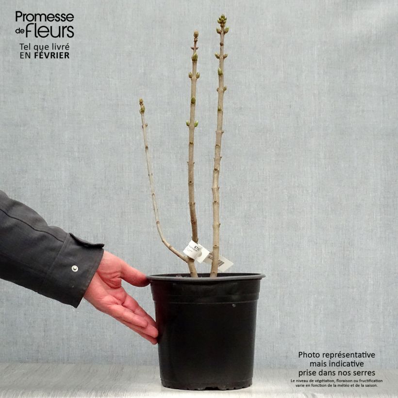 Exemplar von Edelflieder Capitaine Baltet - Syringa vulgaris Topf mit 4L/5L wie im Winter geliefert