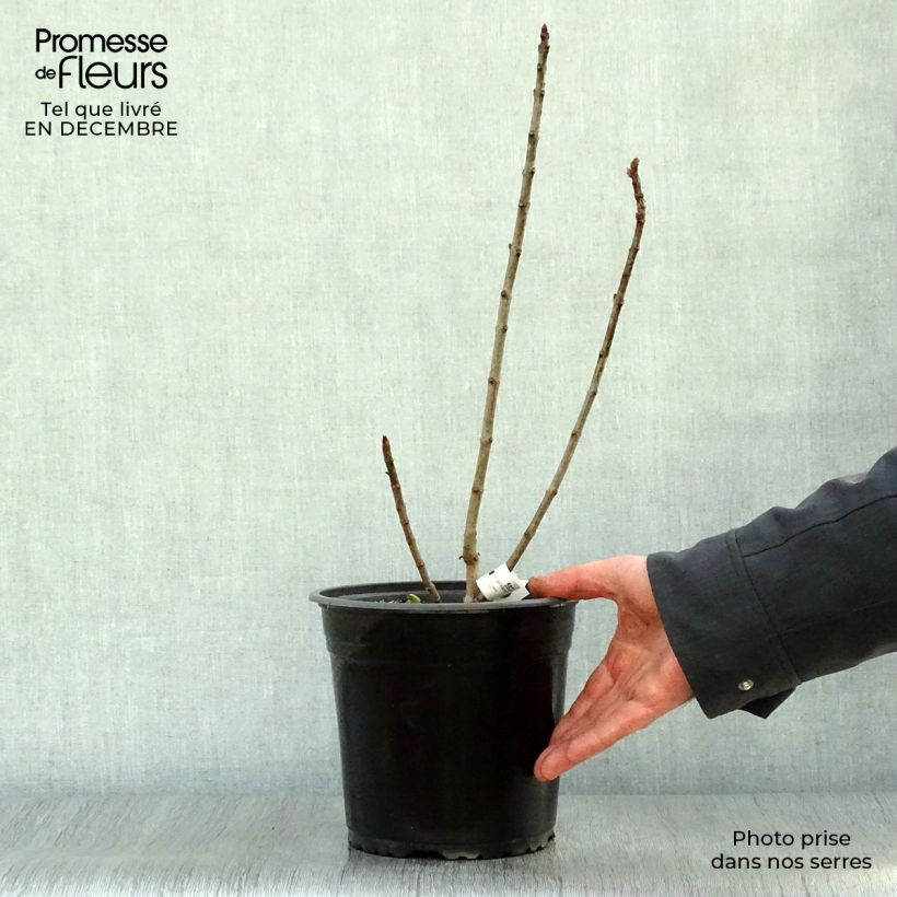 Exemplar von Edelflieder Charles Joly - Syringa vulgaris Topf mit 2L/3L wie im Winter geliefert