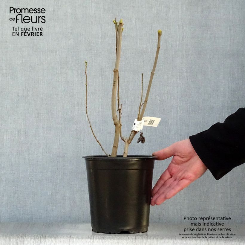 Exemplar von Edelflieder Madame Lemoine - Syringa vulgaris Topf mit 3L/4L wie im Winter geliefert