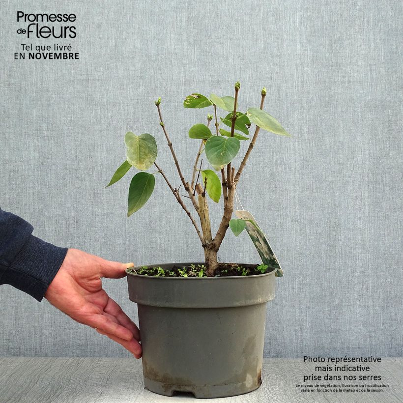 Exemplar von Edelflieder Madame Lemoine - Syringa vulgaris Topf mit 3L/4L wie im Herbst geliefert