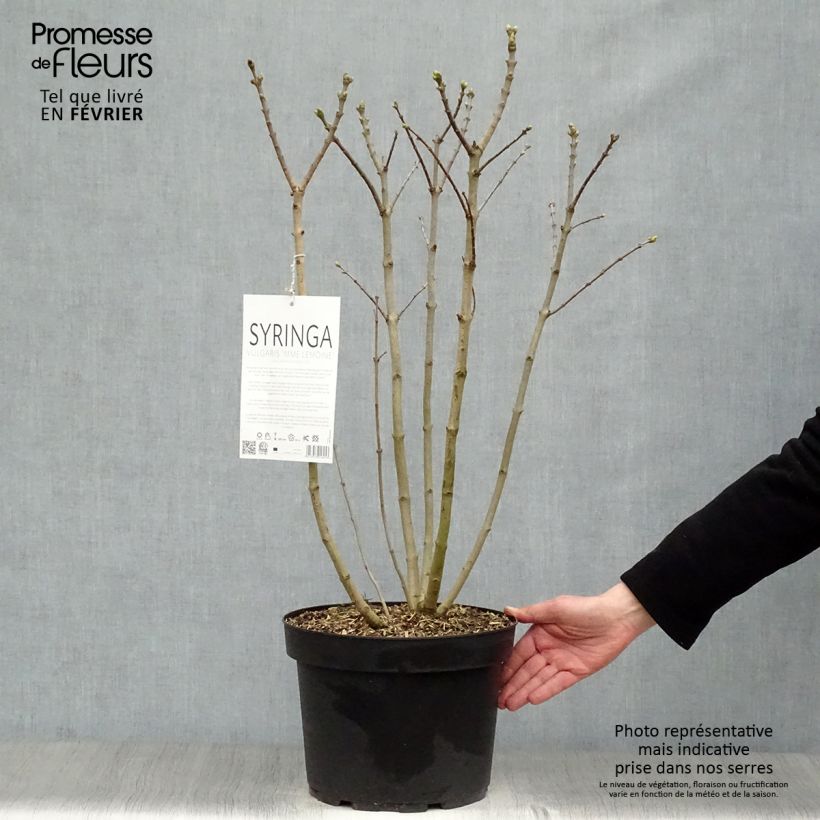 Exemplar von Edelflieder Madame Lemoine - Syringa vulgaris Topf mit 7,5L/10L wie im Winter geliefert