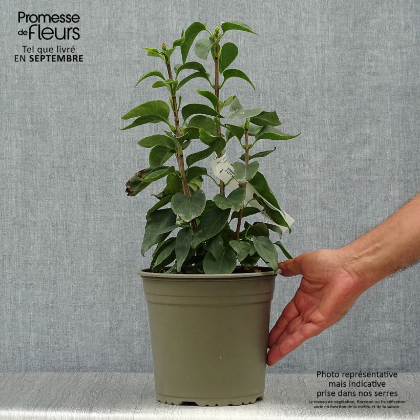 Exemplar von Edelflieder Primrose - Syringa vulgaris Topf mit 4L/5L wie im Herbst geliefert