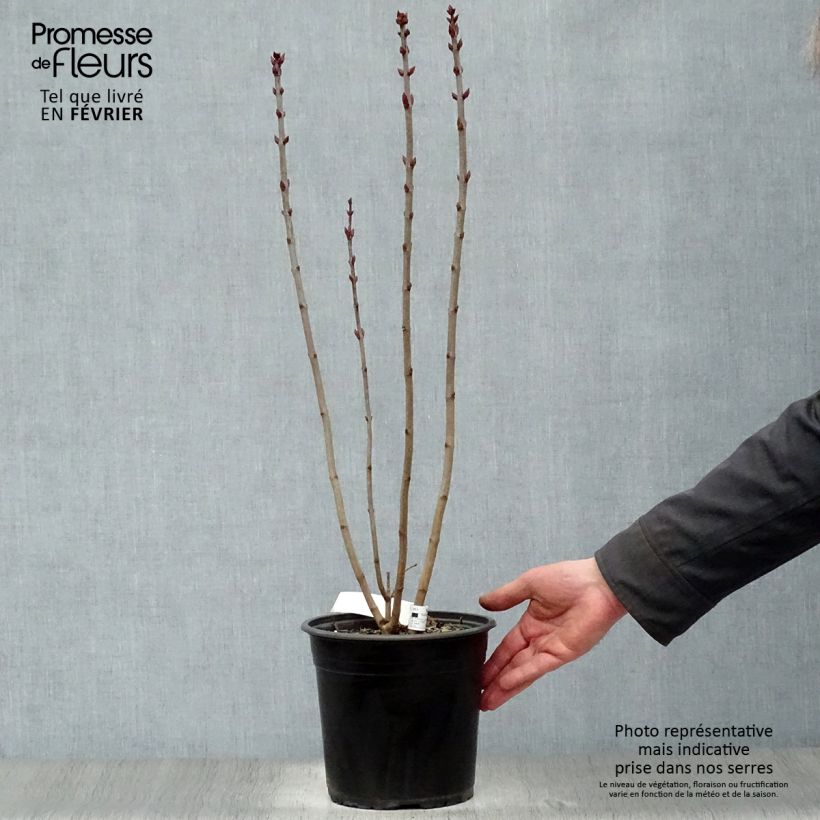 Exemplar von Edelflieder Prince Wolkonsky - Syringa vulgaris Topf mit 3L/4L wie im Winter geliefert