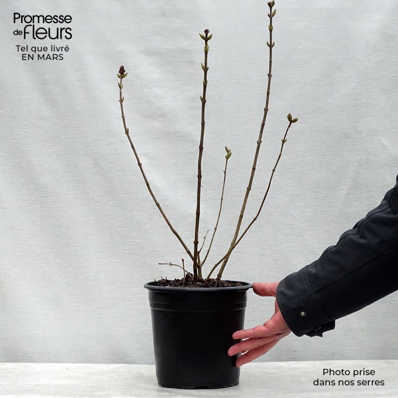 Exemplar von Flieder Maiden's Blush - Syringa hyacinthiflora Topf mit 4L/5L, Strauch wie im Frühjahr geliefert