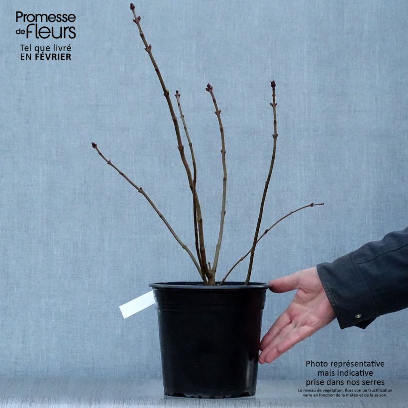 Exemplar von Flieder Maiden's Blush - Syringa hyacinthiflora Topf mit 4L/5L wie im Winter geliefert