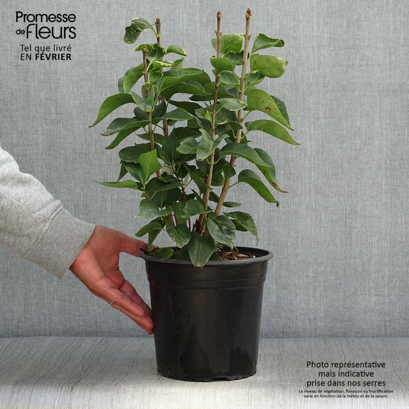 Exemplar von Edelflieder Kindy Rose - Syringa vulgaris Topf mit 4L/5L wie im Herbst geliefert