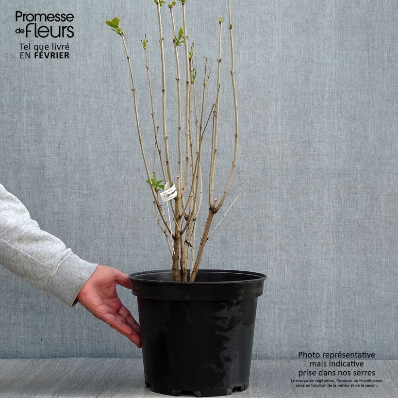 Exemplar von Edelflieder Kindy Rose - Syringa vulgaris Topf mit 7,5L/10L wie im Herbst geliefert