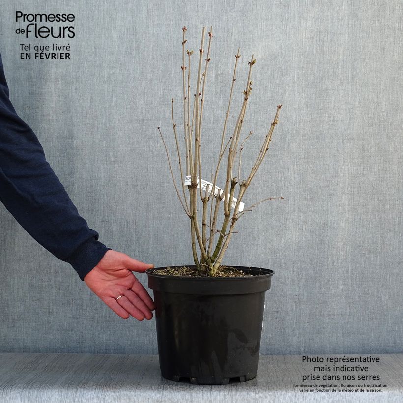 Exemplar von Edelflieder Kindy Rose - Syringa vulgaris Topf mit 7,5L/10L wie im Winter geliefert