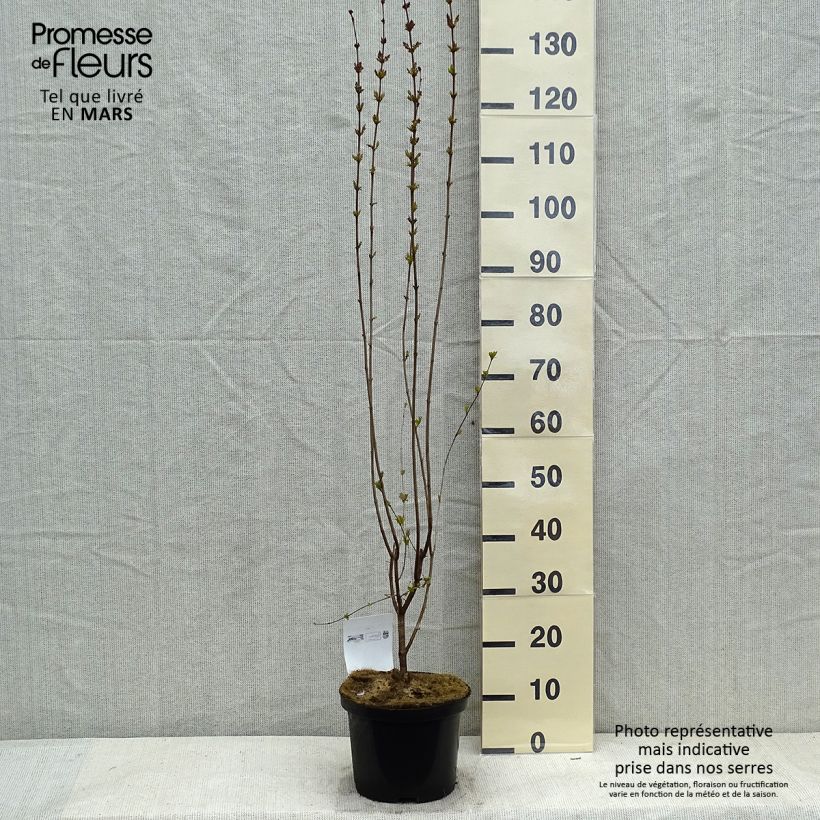 Exemplar von Zwerg-Flieder Superba - Syringa microphylla Topf mit 2L/3L wie im Winter geliefert