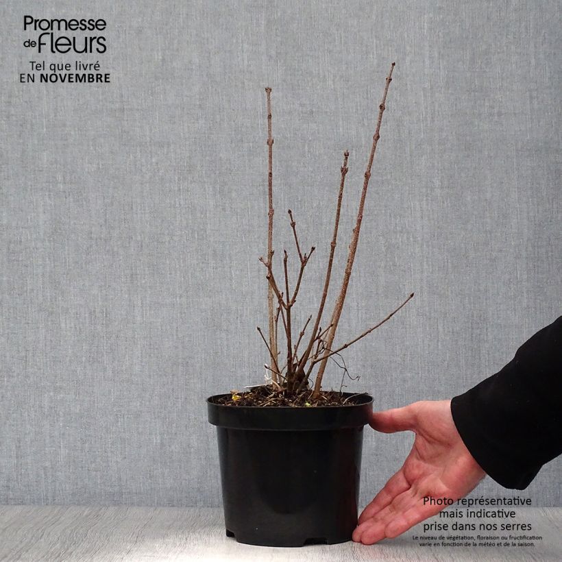 Exemplar von Koreanischer Flieder Miss Kim - Syringa patula Topf mit 2L/3L wie im Herbst geliefert