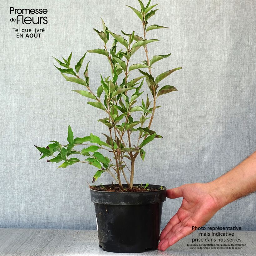 Exemplar von Koreanischer Flieder Miss Kim - Syringa patula Topf mit 2L/3L wie im Sommer geliefert
