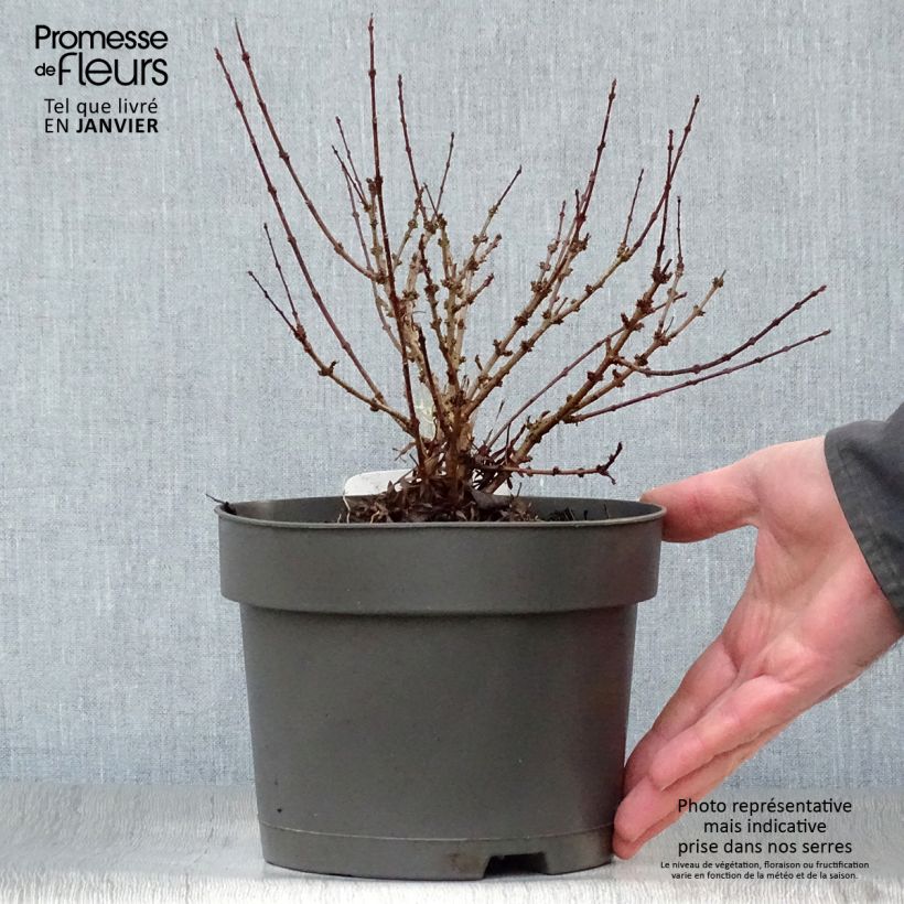 Exemplar von Persischer Flieder var. Laciniata - Syringa persica Topf mit 3L/4L wie im Winter geliefert