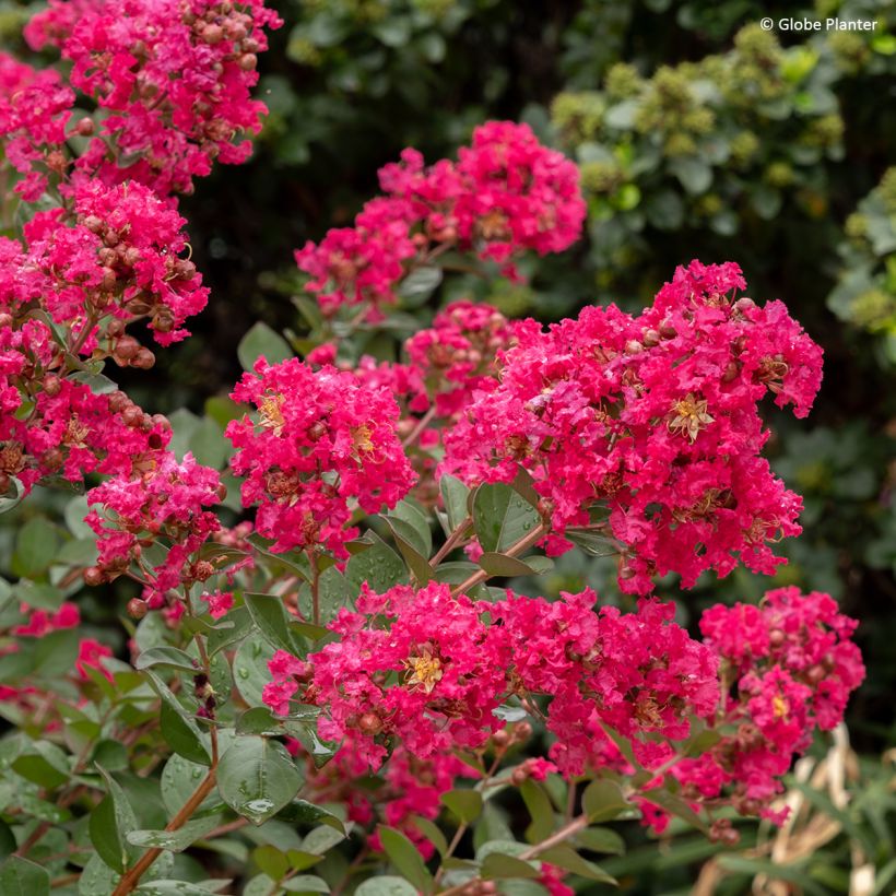 Chinesische Kräuselmyrte Gourmet Red red Wine - Lagerstroemia (Blüte)