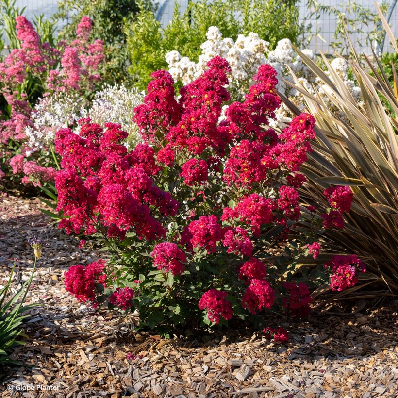 Chinesische Kräuselmyrte Gourmet Red red Wine - Lagerstroemia (Hafen)